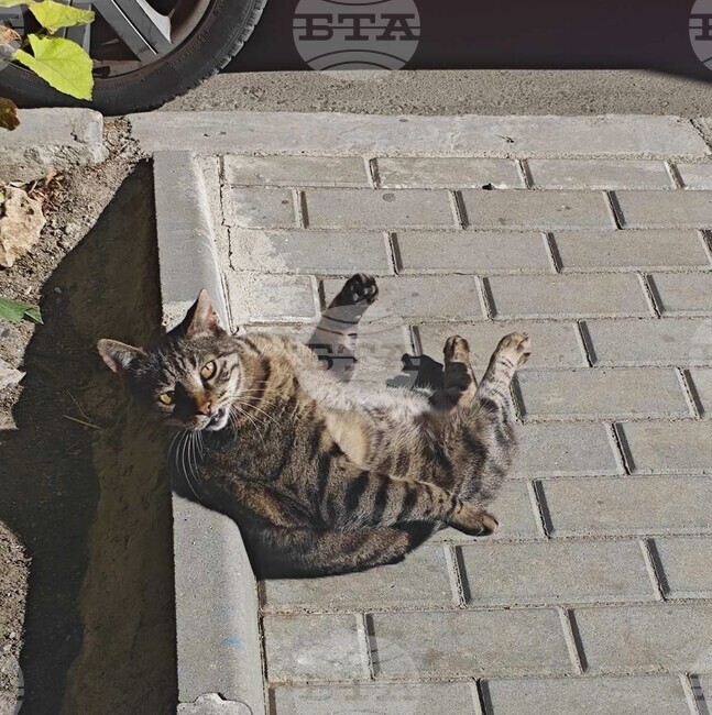 Община Варна сключи договори за кастрация на улични котки с три ветеринарни клиники