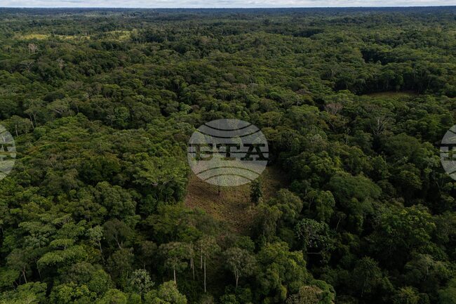 Colombia Coca Eradication