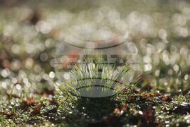 Столица - зима - време