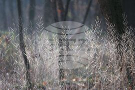 Столица - зима - време