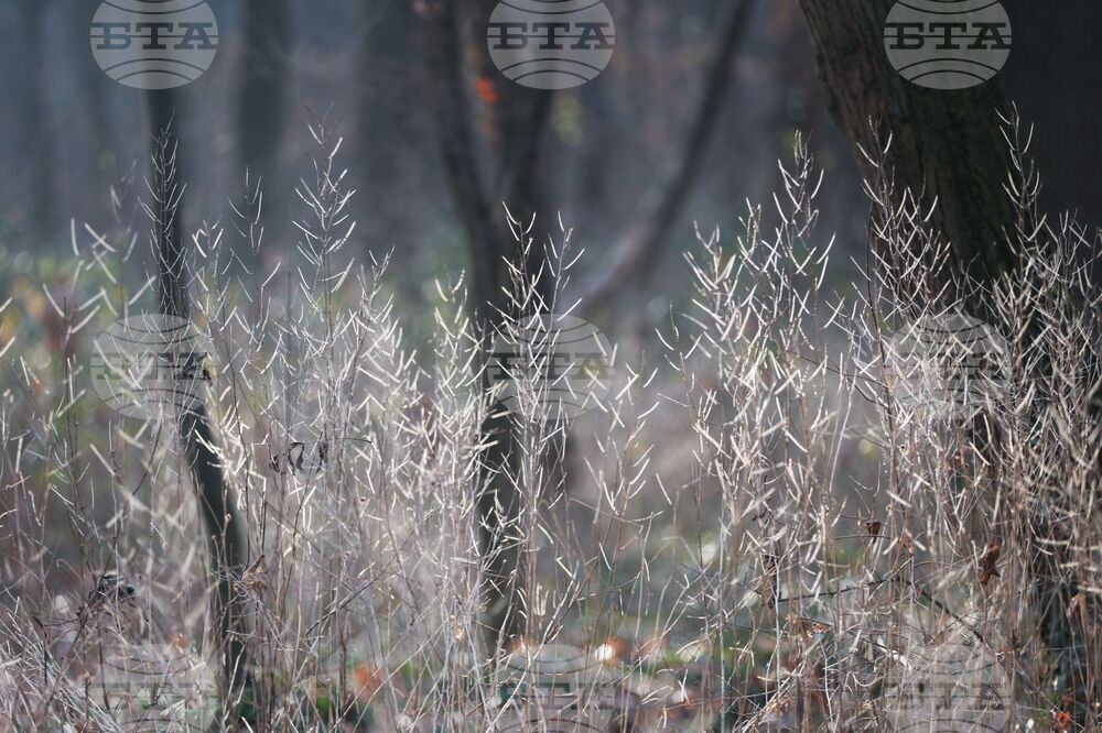 Столица - зима - време