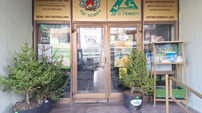 Все по-предпочитани са естествените коледни дръвчета в Ловешко