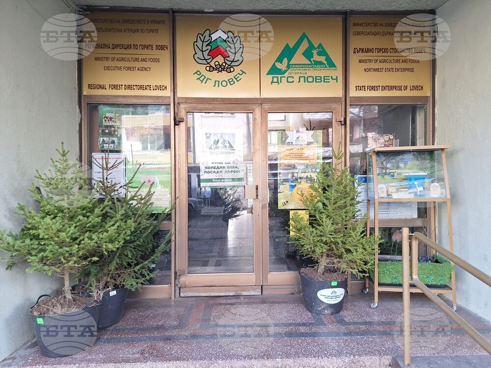 Все по-предпочитани са естествените коледни дръвчета в Ловешко