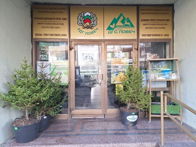 Все по-предпочитани са естествените коледни дръвчета в Ловешко