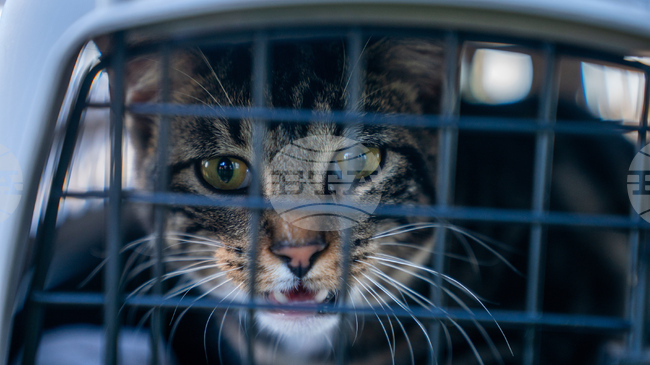 Щастлив край с изгубена котка на летище Сараево след над две седмици издирване