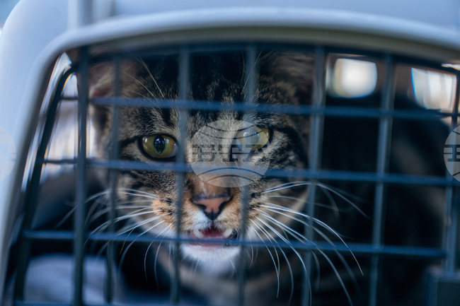 Щастлив край с изгубена котка на летище Сараево след над две седмици издирване