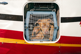 Pet Rescue Flights