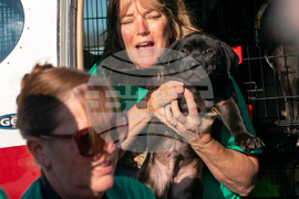 Pet Rescue Flights