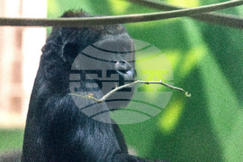 Grand Opening of Congo Falls at San Antonio Zoo