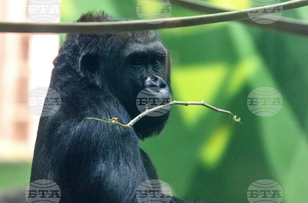 Grand Opening of Congo Falls at San Antonio Zoo