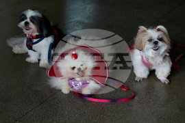 Brazil Pets Christmas