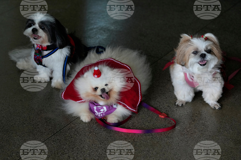 Brazil Pets Christmas