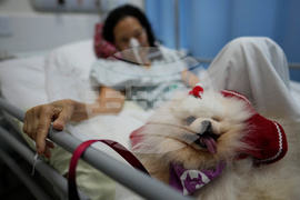 Brazil Pets Christmas