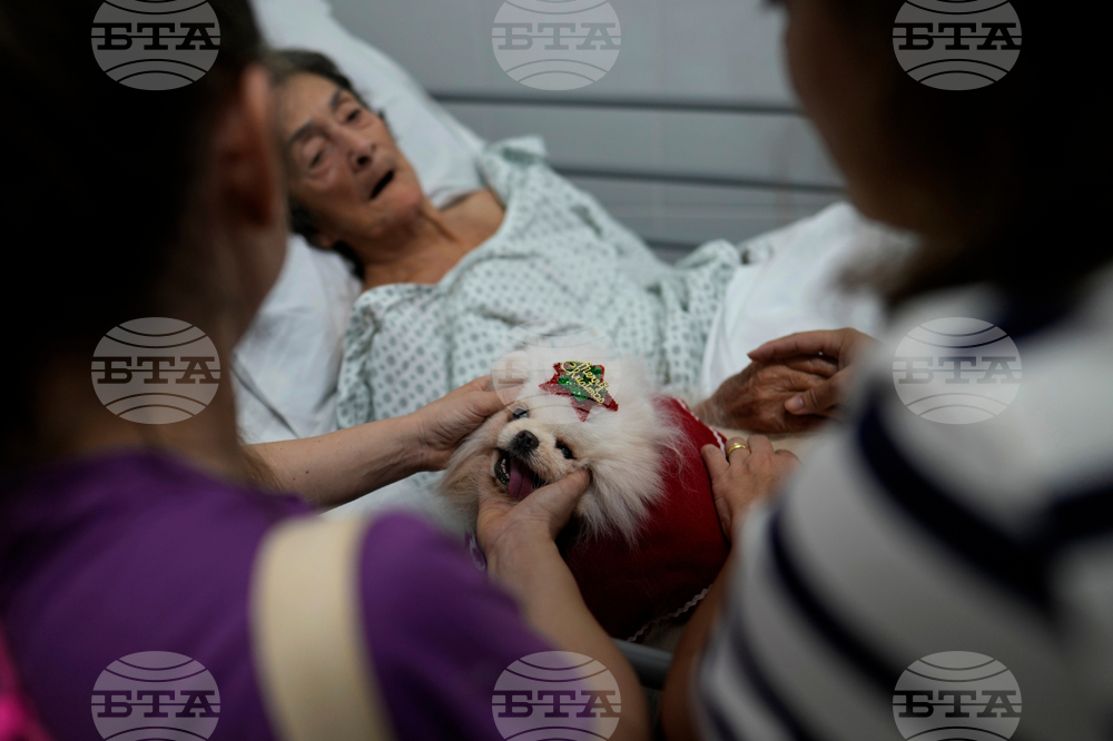 Brazil Pets Christmas