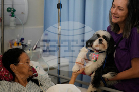 Brazil Pets Christmas