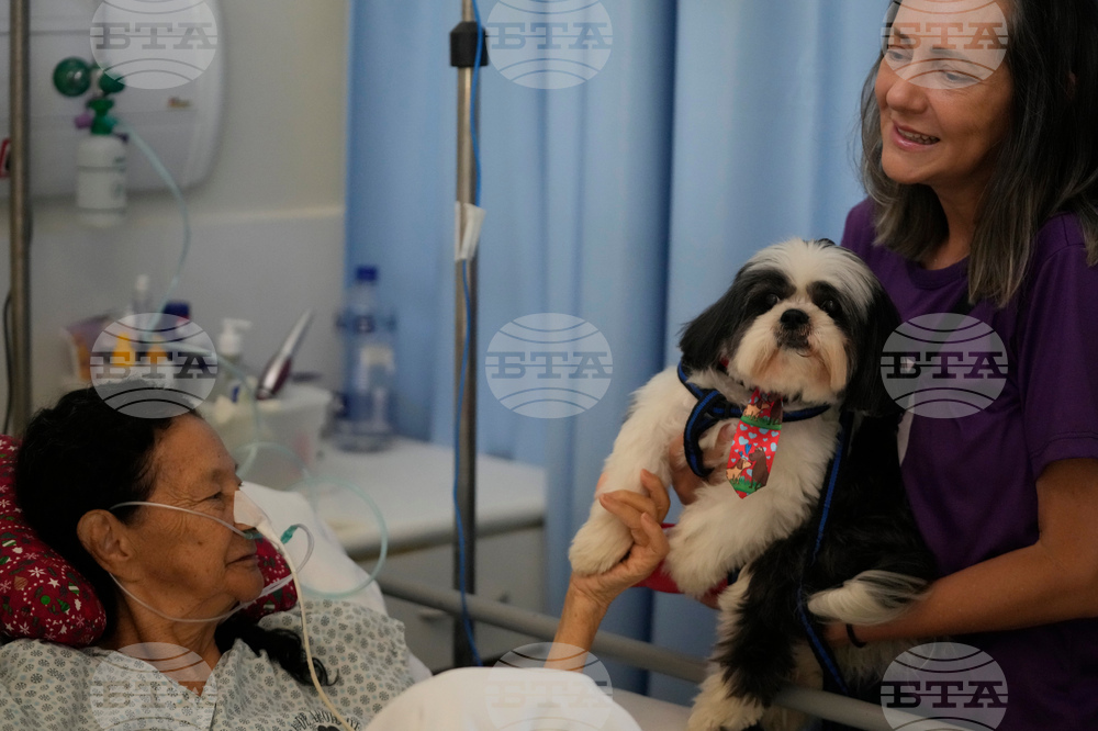 Brazil Pets Christmas