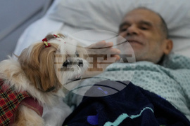 Brazil Pets Christmas