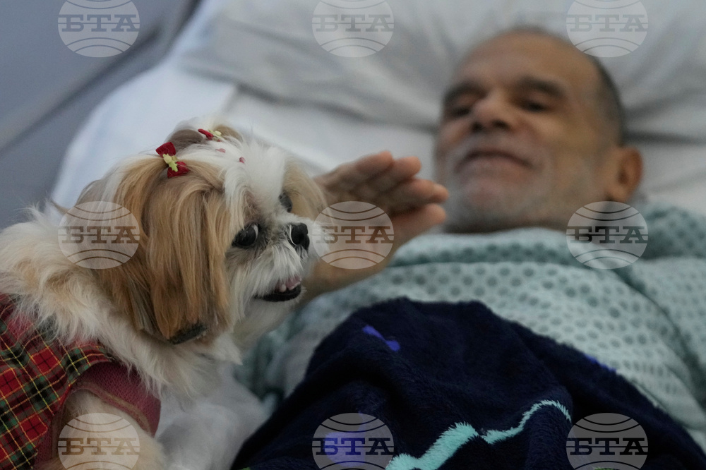 Brazil Pets Christmas