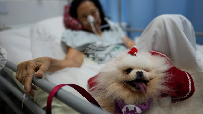 Смъртта на домашен любимец може да бъде толкова болезнена, колкото загубата на близък, и да предизвика психично разстройство, смятат учени