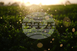 California Farmer Wife's Killing