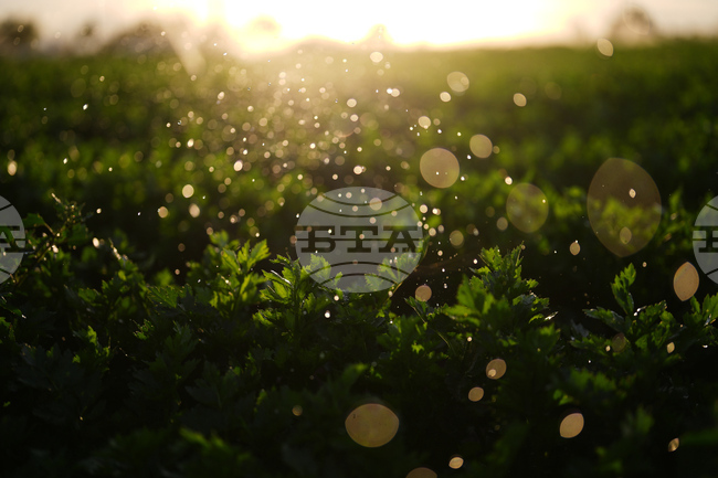 California Farmer Wife's Killing