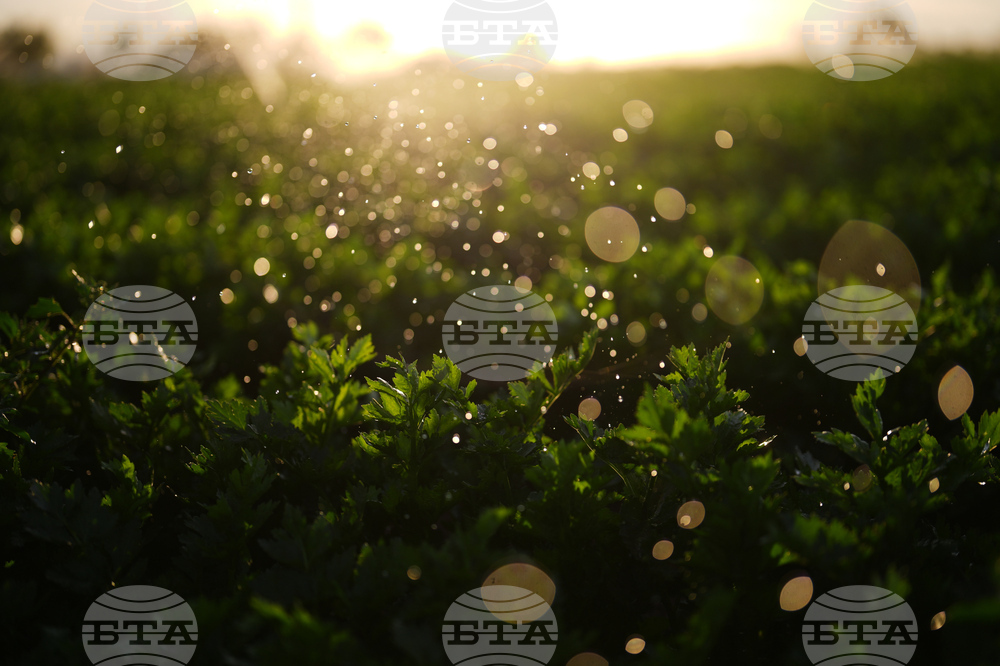 California Farmer Wife's Killing