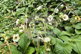 Цвят на диви ягоди