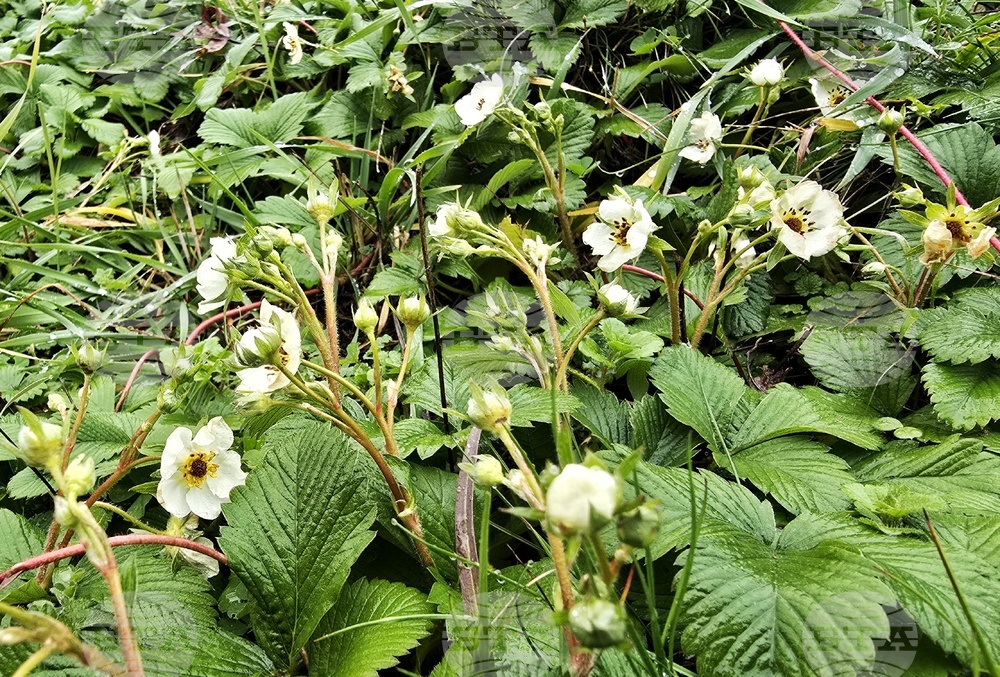 Цвят на диви ягоди