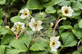 Цвят на диви ягоди