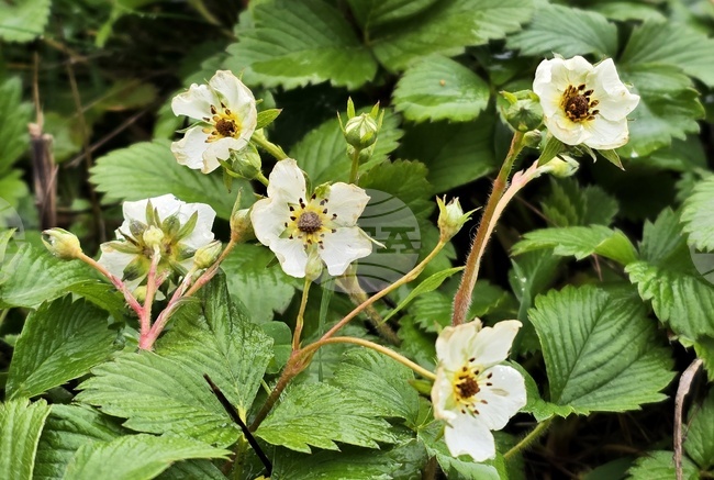 Зима - природни аномалии