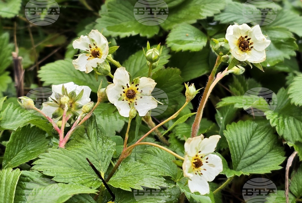 Цвят на диви ягоди