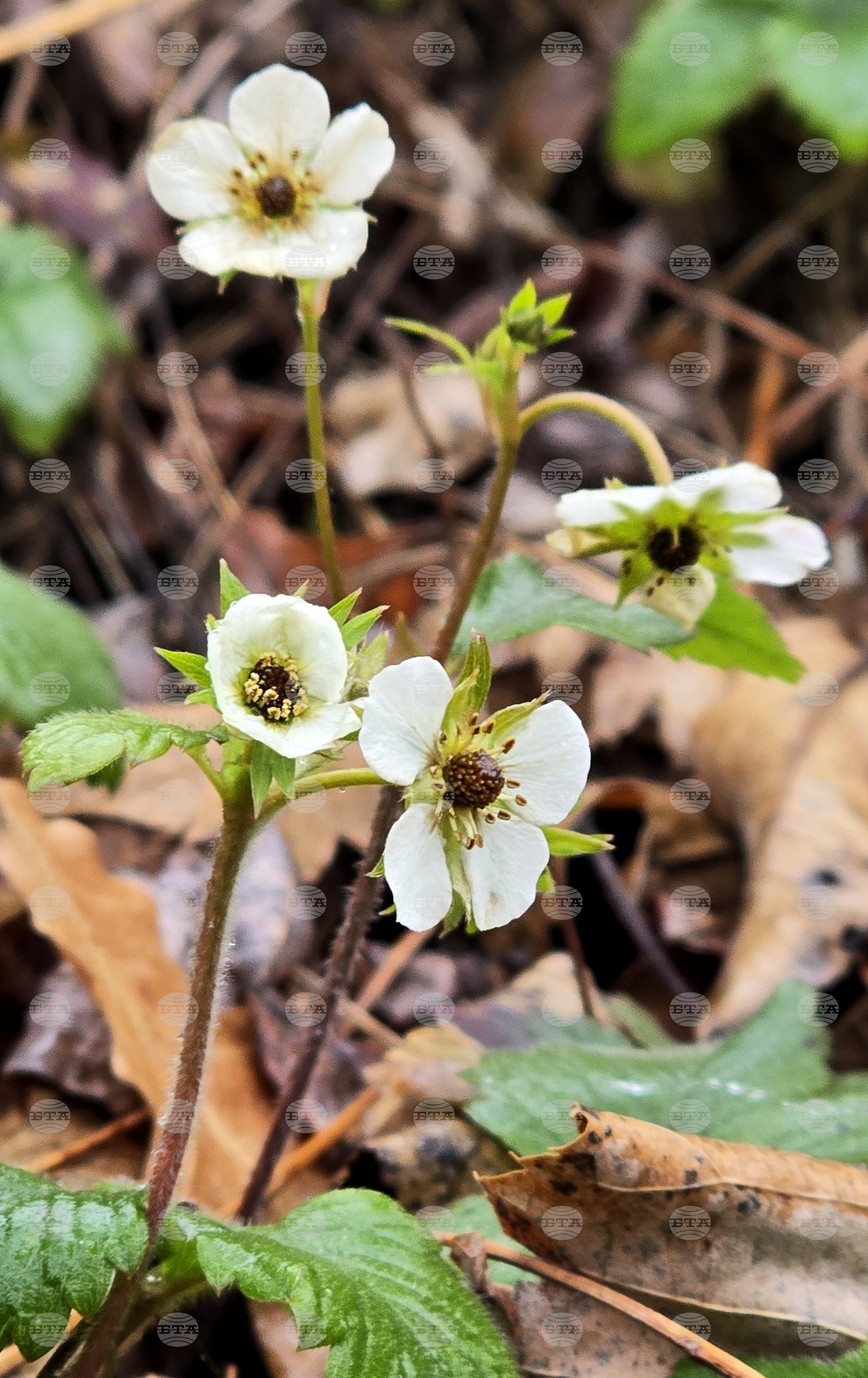 Цвят на диви ягоди