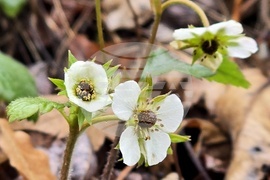 Цвят на диви ягоди