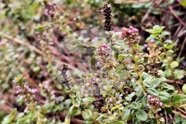 Цвят на мащерка