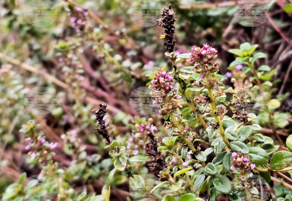 Цвят на мащерка