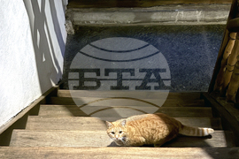 Рилски манастир - Бъдни вечер 2025