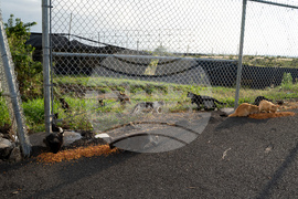 Feeding Cats-Hawaii