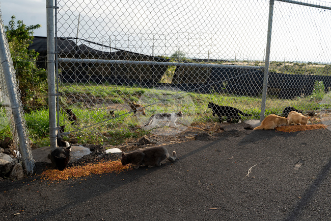 Feeding Cats-Hawaii