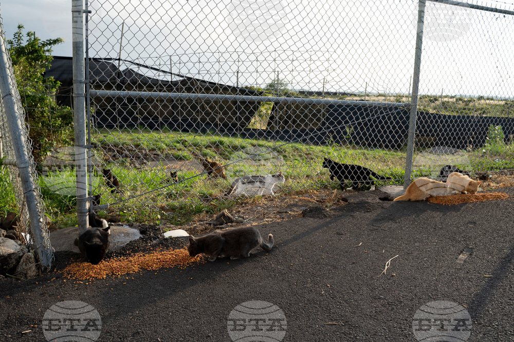 Feeding Cats-Hawaii