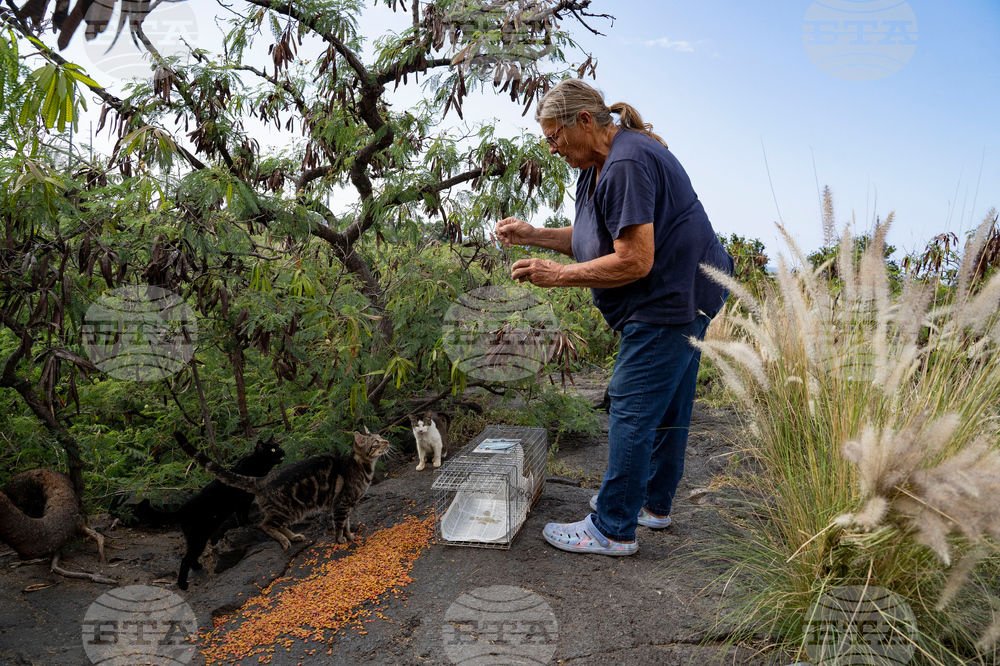 Feeding Cats-Hawaii
