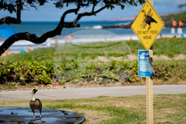 Feeding Cats-Hawaii