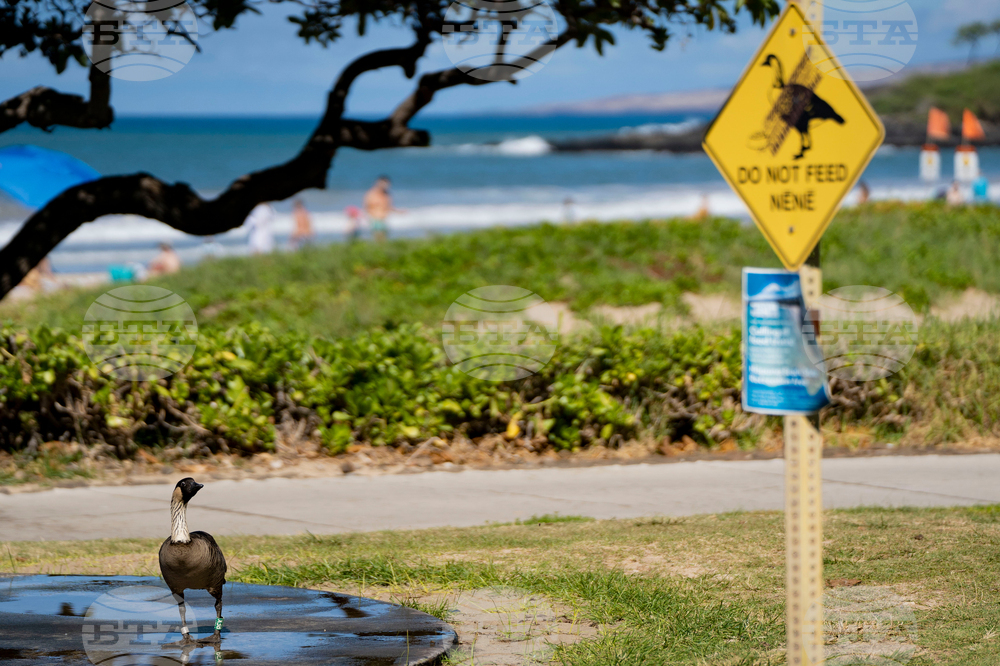 Feeding Cats-Hawaii