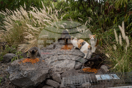 Feeding Cats-Hawaii