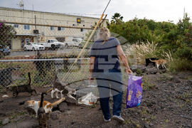 Feeding Cats-Hawaii