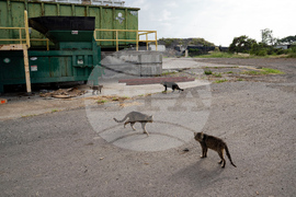 Feeding Cats-Hawaii