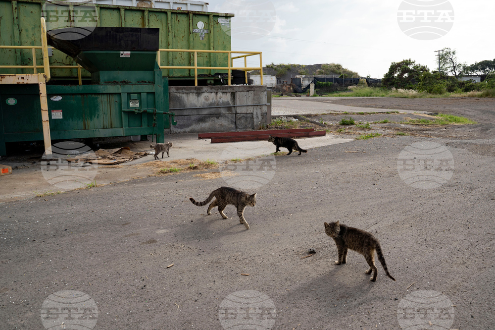 Feeding Cats-Hawaii