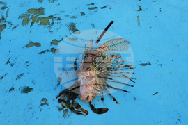 Cyprus Invasive Fish