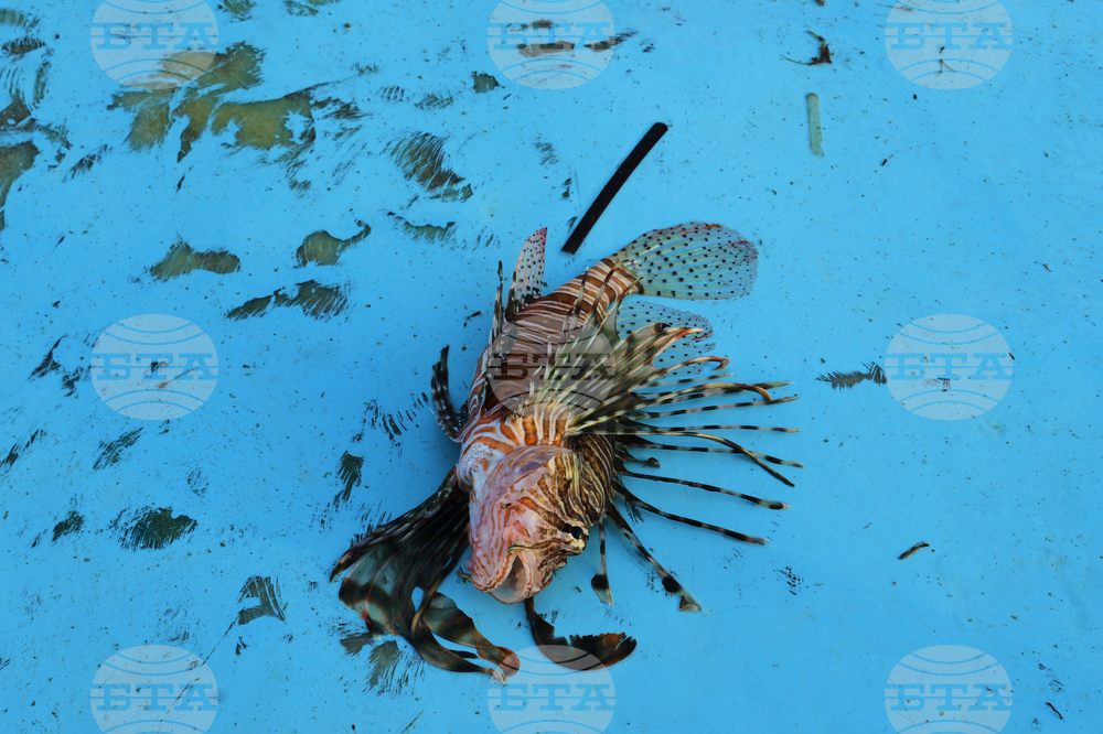 Cyprus Invasive Fish