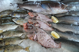 Cyprus Invasive Fish