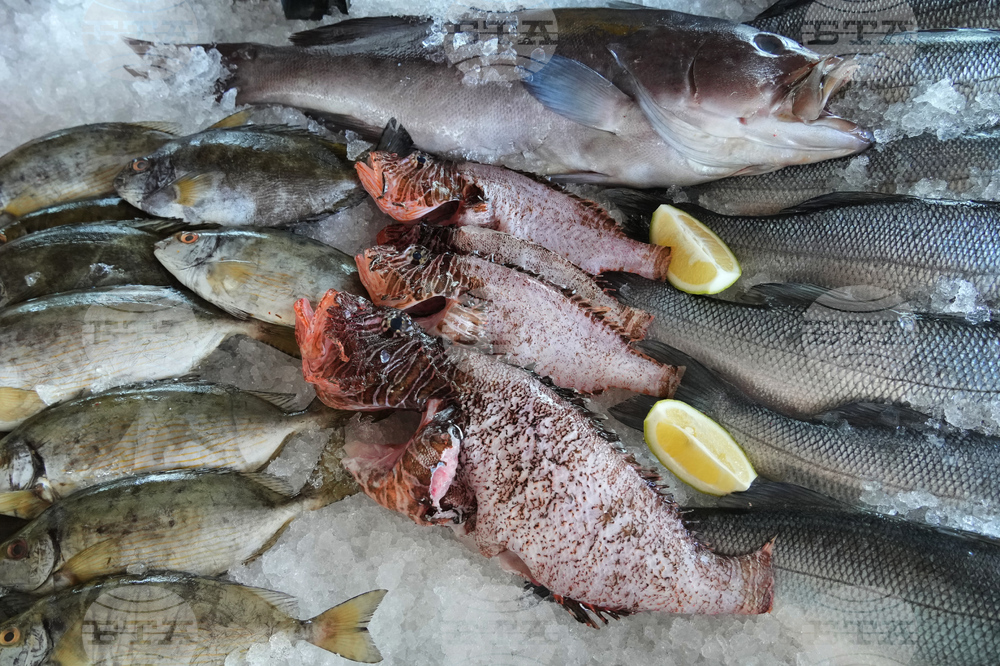 Cyprus Invasive Fish